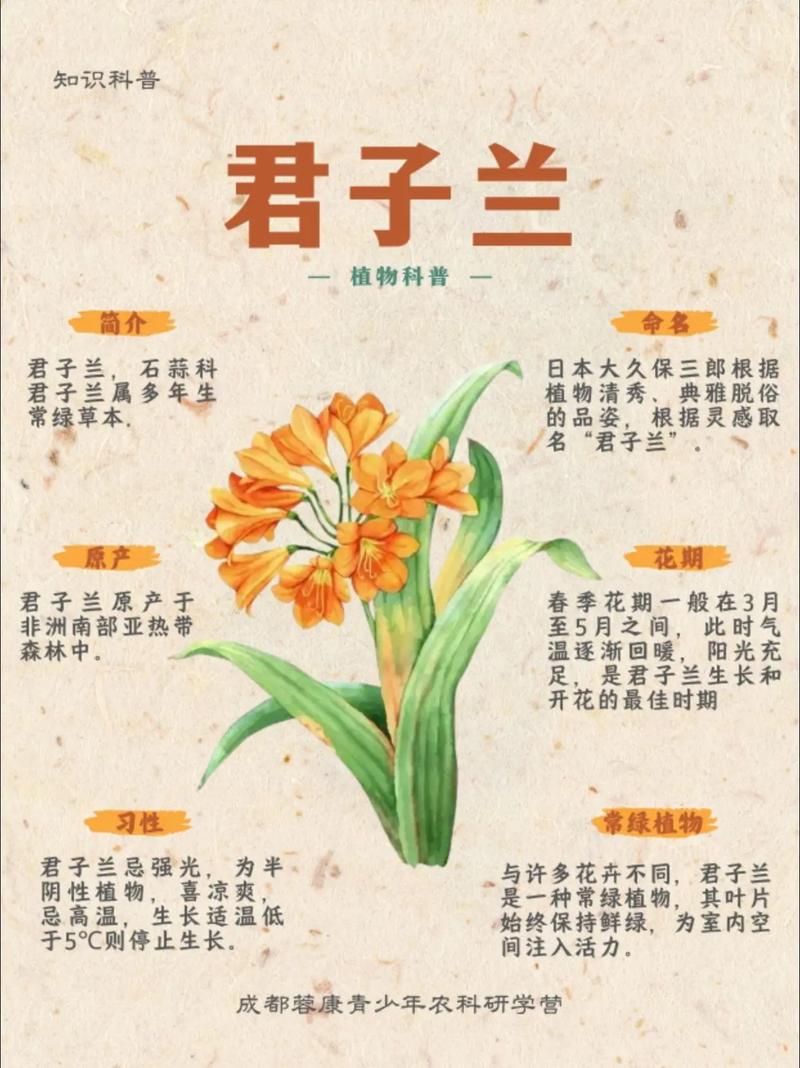 君子兰品种图片知多少？-图2