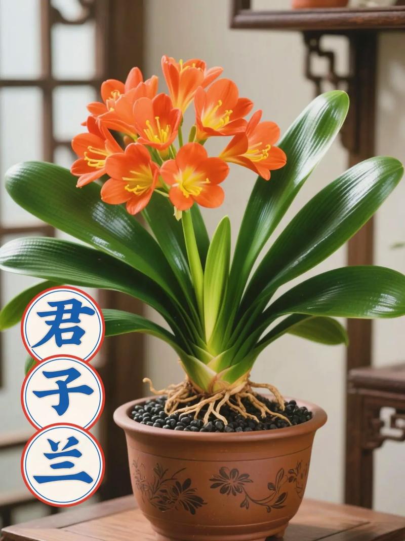 君子兰品种图片知多少？-图3