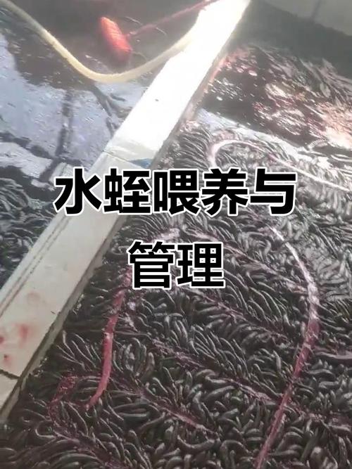 2025水蛭养殖技术有哪些新突破？-图1