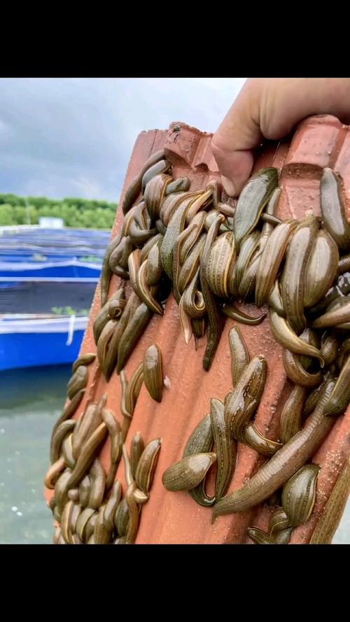 2025水蛭养殖技术有哪些新突破？-图3