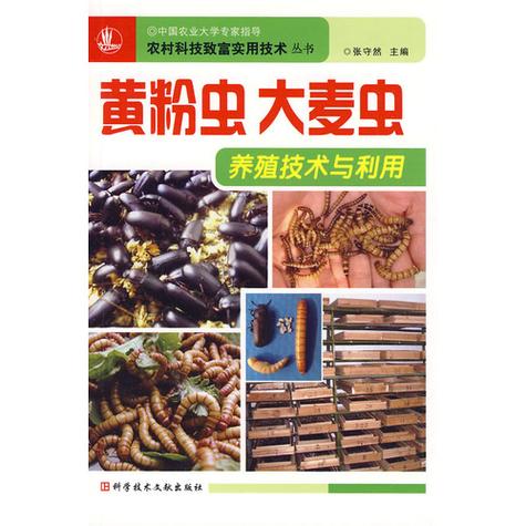 黄粉虫养殖技术要点有哪些？-图2