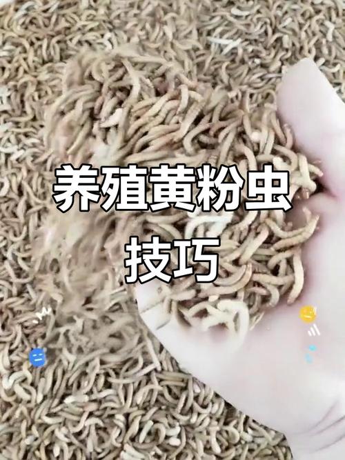 黄粉虫养殖技术要点有哪些？-图1