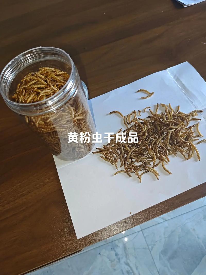 黄粉虫养殖技术要点有哪些？-图3
