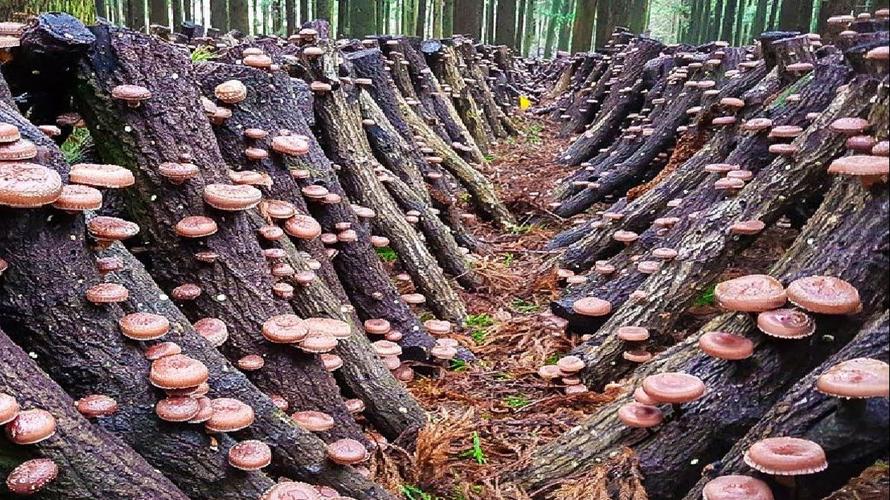 香茹种植技术最好？关键要点有哪些？-图2