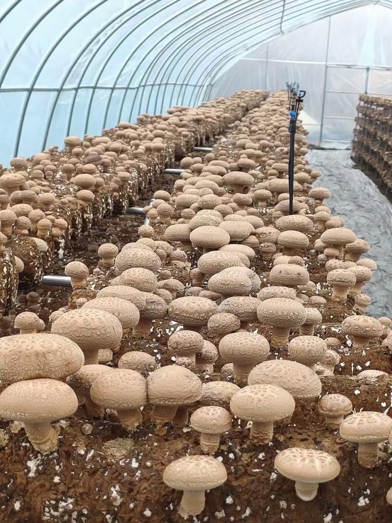 香茹种植技术最好？关键要点有哪些？-图1