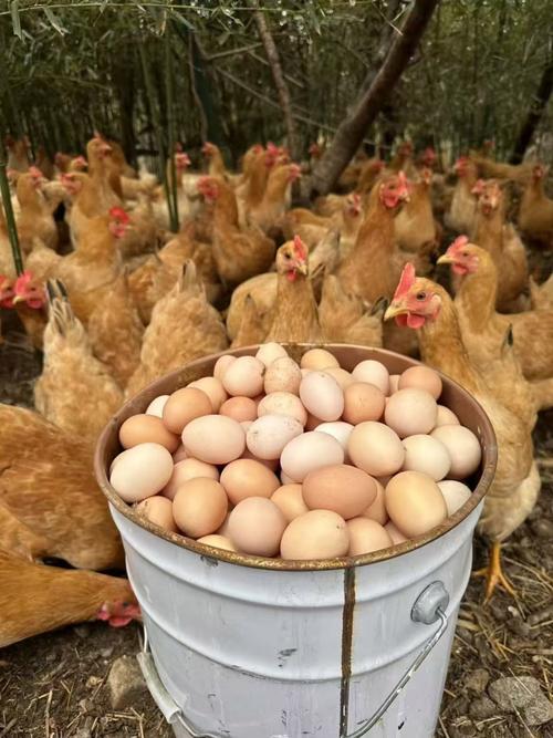 散养鸡哪个品种产蛋量更高？-图1