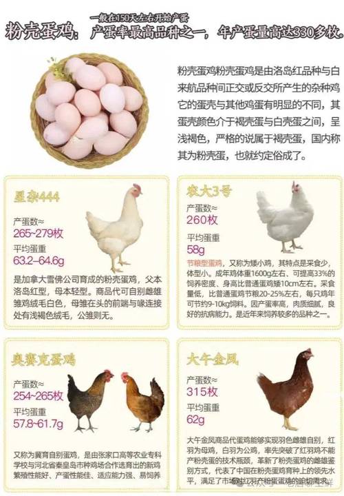 散养鸡哪个品种产蛋量更高？-图3