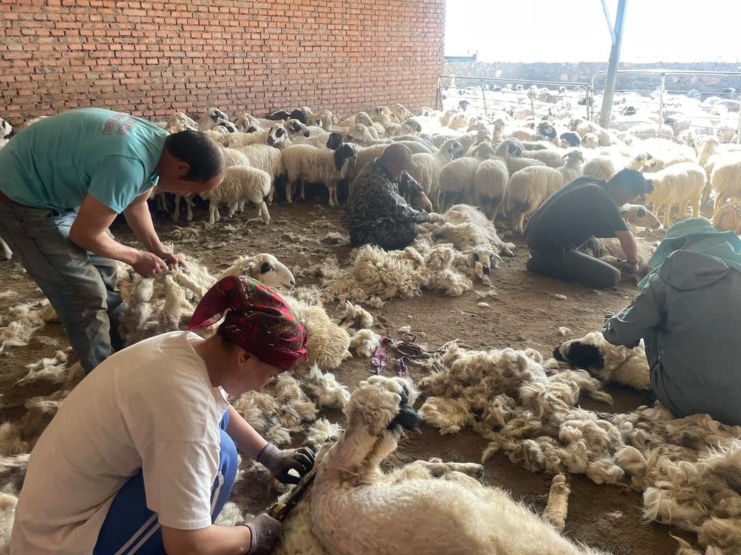 新疆养獾技术难点有哪些？-图3