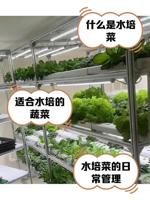 水上种菜技术CCTV揭秘？-图3