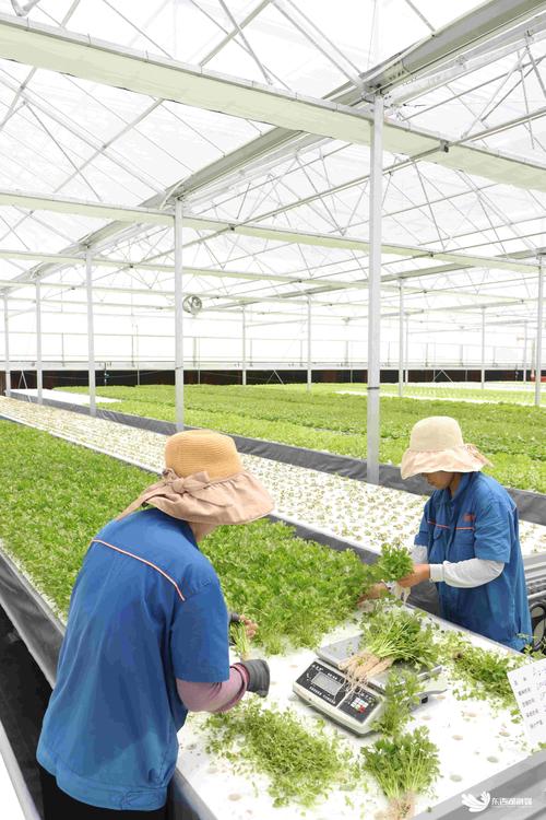 水上种菜技术CCTV揭秘？-图2