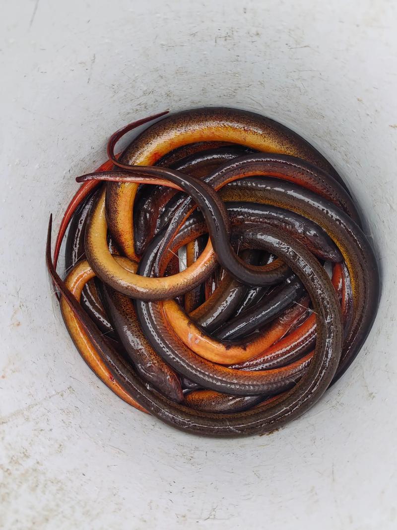 2025年上海黄鳝价格会涨还是跌？-图3