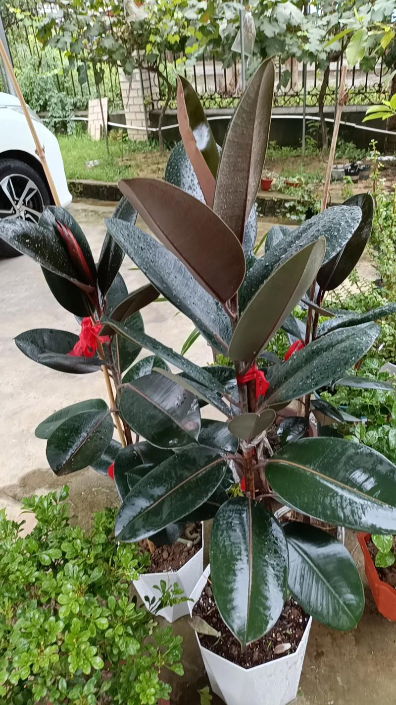 橡皮树哪个品种颜值最高？-图3