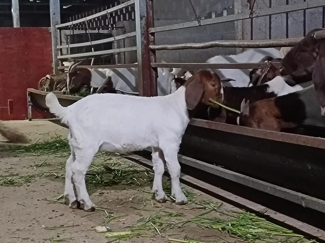 湖南适合养什么羊品种？-图2