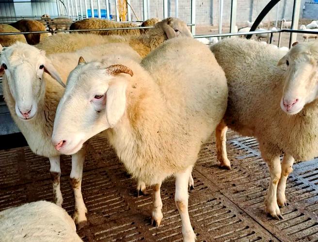 改良小尾寒羊养殖技术有何突破？-图1