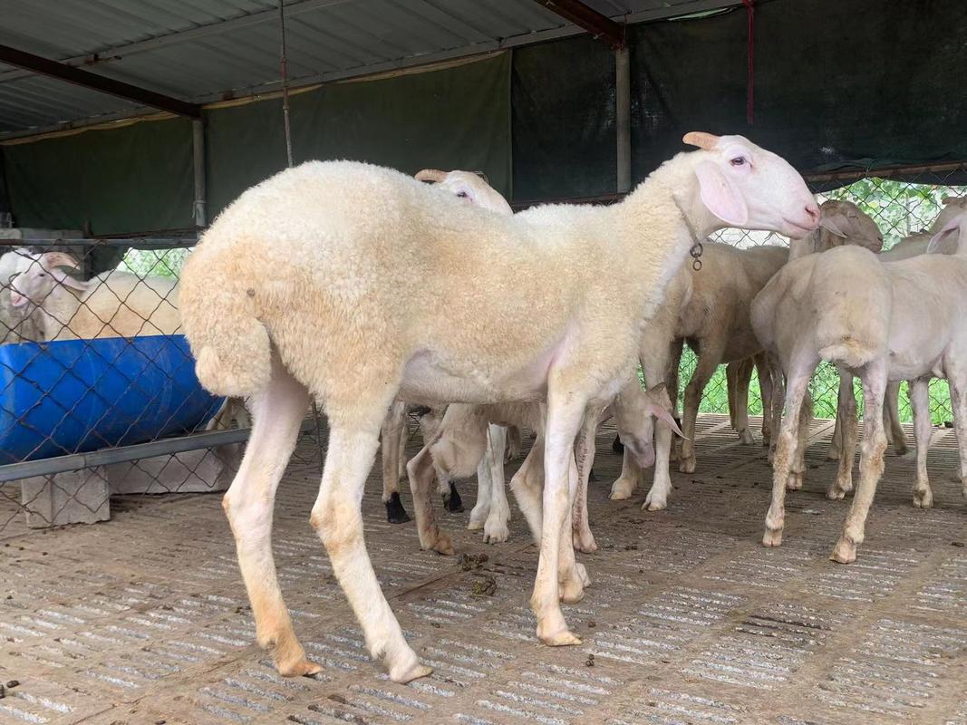 改良小尾寒羊养殖技术有何突破？-图2