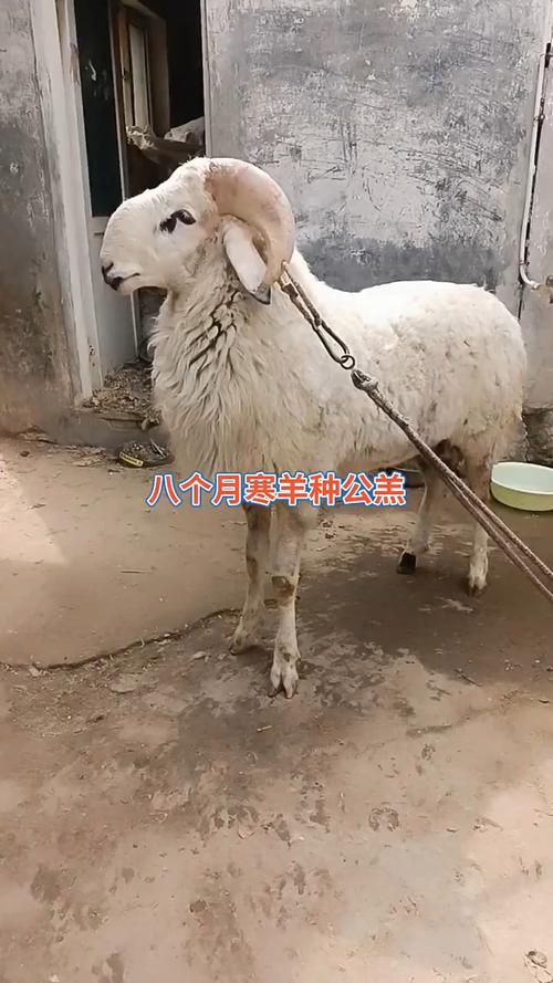 改良小尾寒羊养殖技术有何突破？-图3