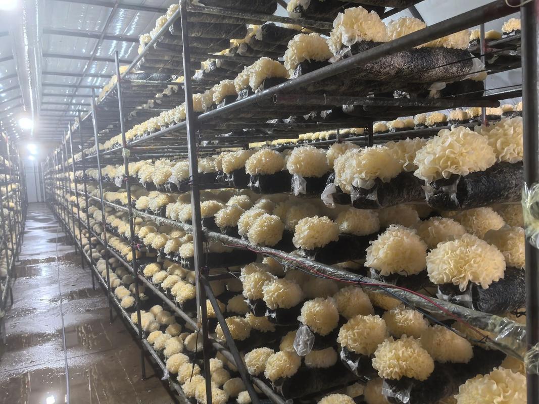 银耳种植技术CCTV传授了哪些关键技巧？-图1