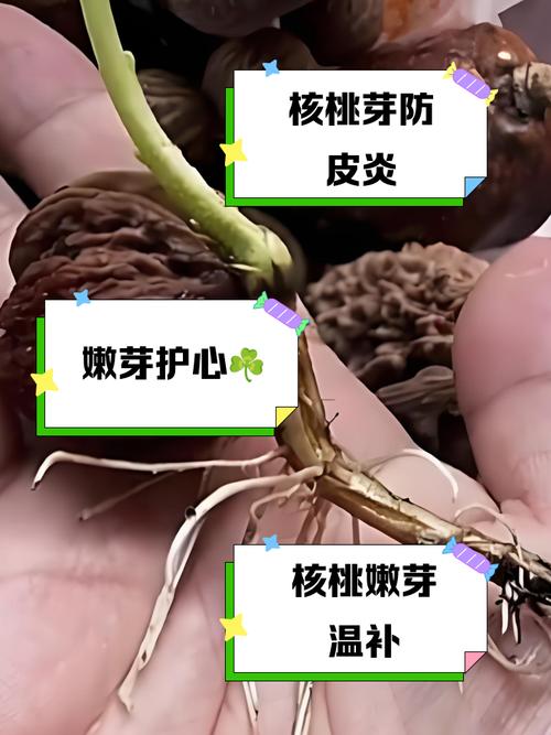 CCTV核桃种植技术有哪些要点？-图2