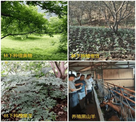 CCTV核桃种植技术有哪些要点？-图3