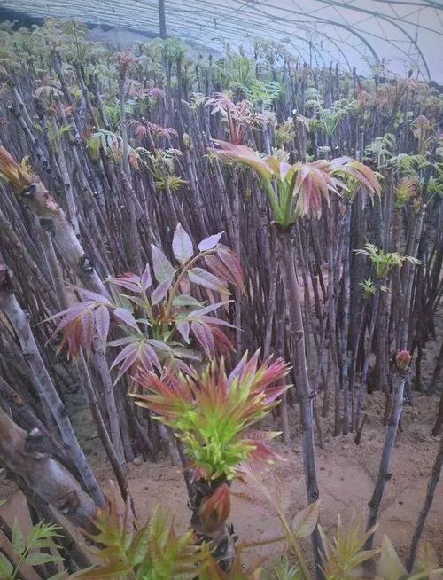 北方香椿种植技术有哪些要点？-图2