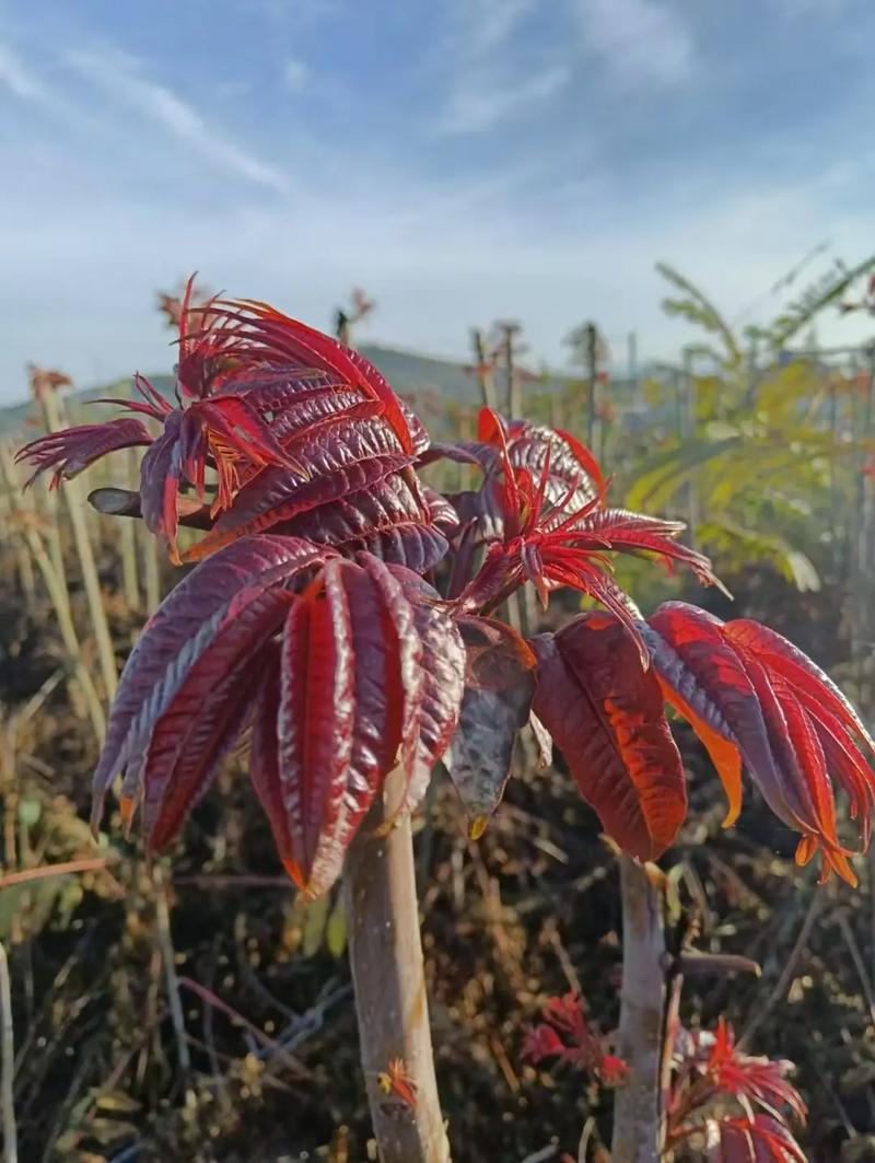 北方香椿种植技术有哪些要点？-图3