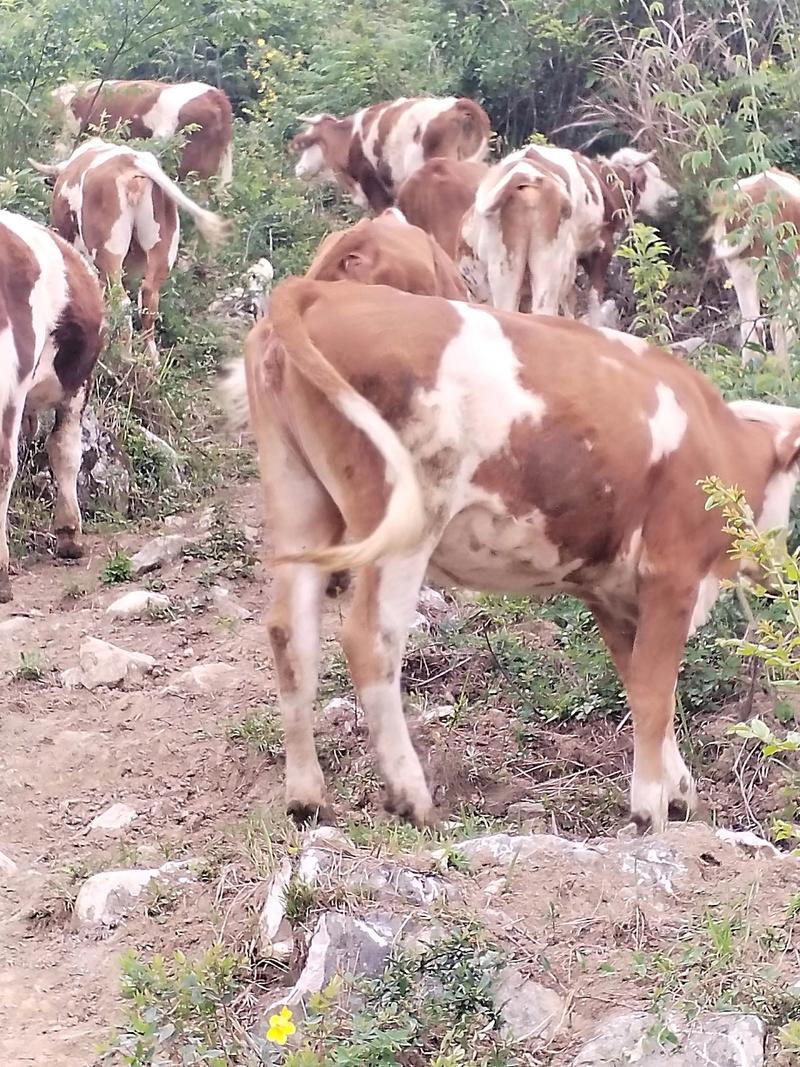 农村养的牛都是什么品种？-图1