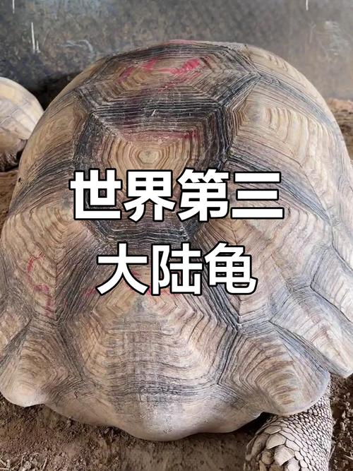 陆龟之王是哪个品种？-图1