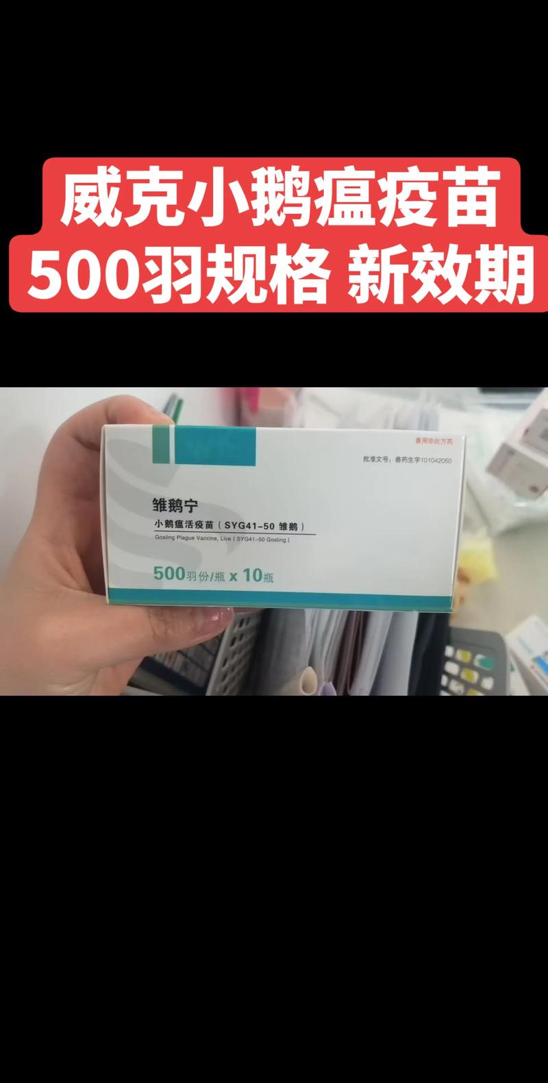 鹅养殖新技术与预苗技术如何提升成活率？-图2