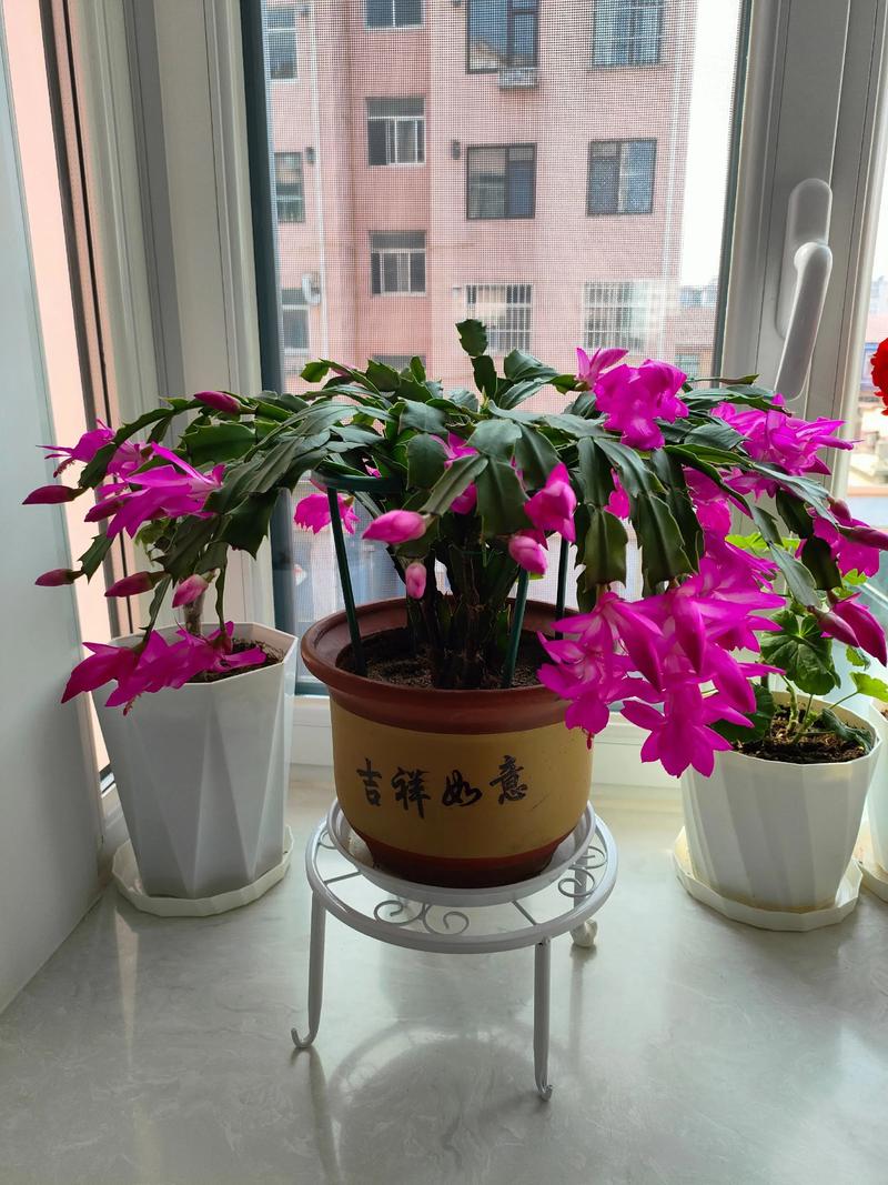 哪些蟹爪兰品种最值得栽培？-图2