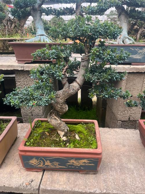 珍珠罗汉松什么品种好-图1