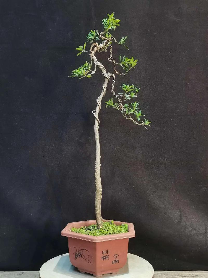 珍珠罗汉松什么品种好-图2