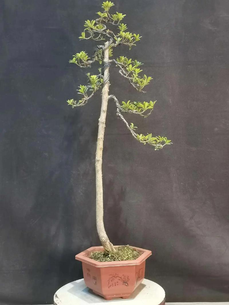 珍珠罗汉松什么品种好-图3