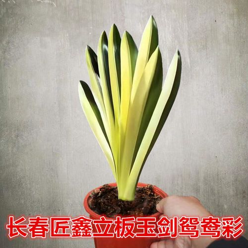 立里兰卡君子兰和日本君子兰哪个更好？-图2