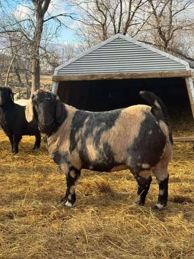 养羊选什么品种最赚钱？-图1