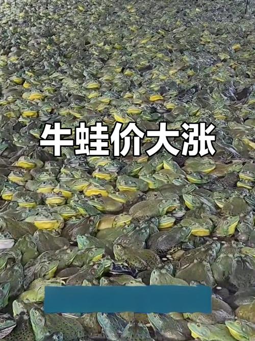 2025牛蛙最新价格多少钱一斤？-图2
