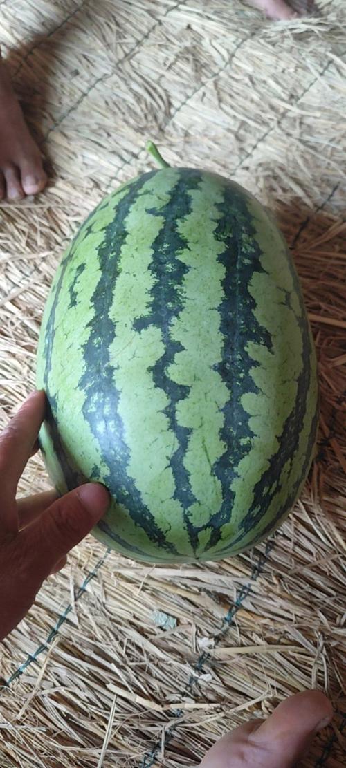 冠龙西瓜有哪些好品种-图1