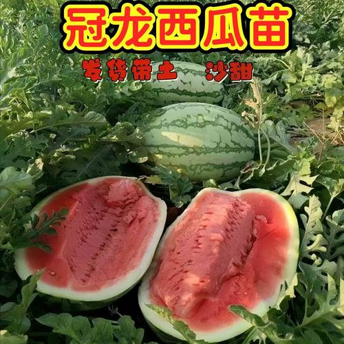冠龙西瓜有哪些好品种-图2