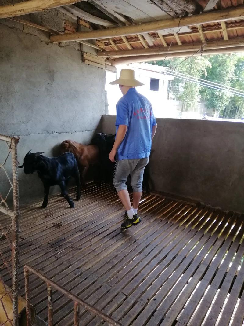 没技术如何养好山羊？-图2