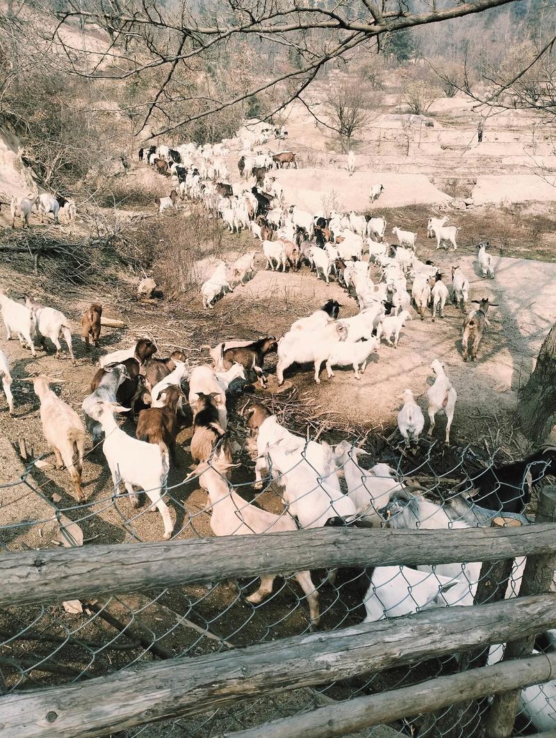 没技术如何养好山羊？-图3