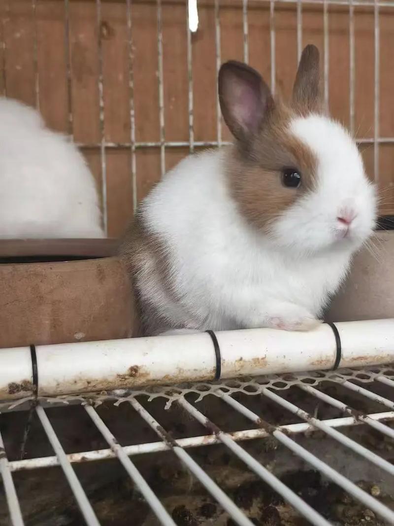什么品种兔子长得最快？-图2