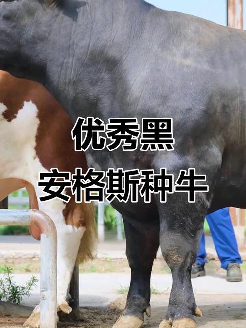 全身黑色的牛是什么品种?-图1 全身黑色的牛是什么品种?-图1