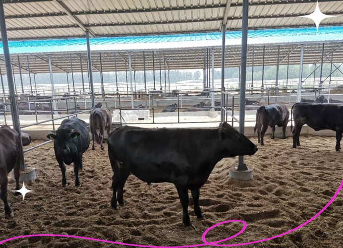 全身黑色的牛是什么品种？-图2