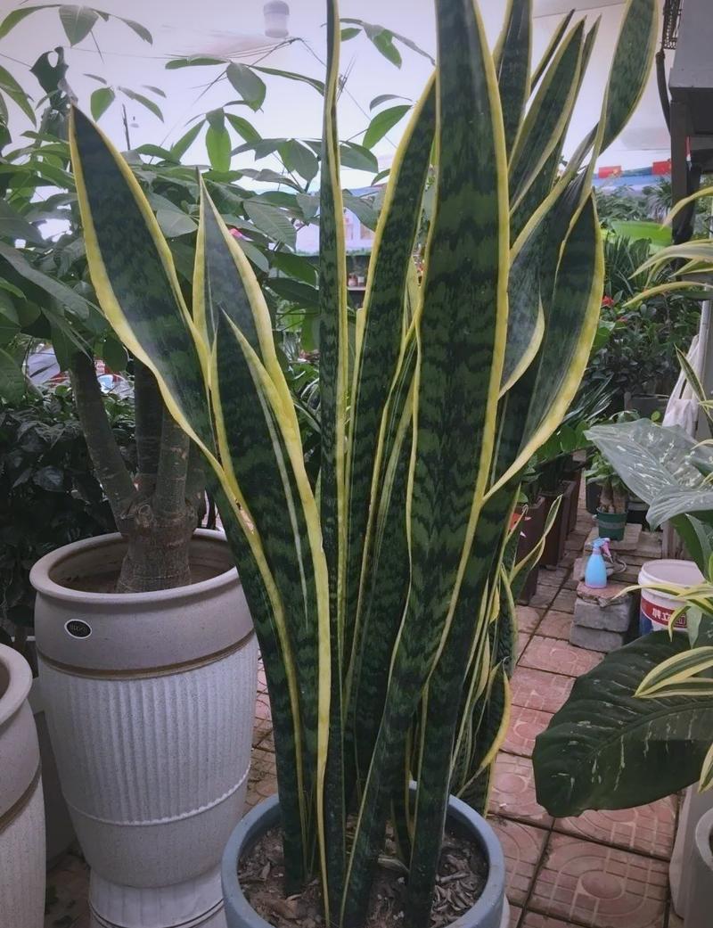 虎尾兰哪个品种颜值最高?-图1 虎尾兰哪个品种颜值最高?-图1