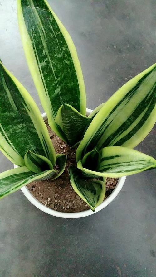 虎尾兰哪个品种颜值最高?-图2 虎尾兰哪个品种颜值最高?-图2