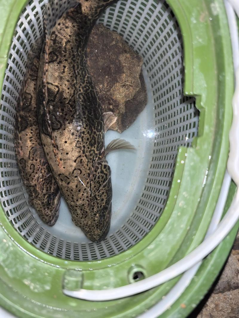 广西鳜鱼2025年价格会涨还是跌？-图3