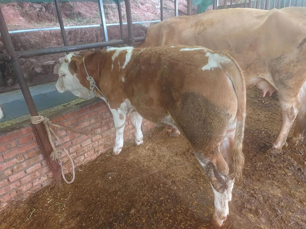 黄牛改良技术图解，核心要点有哪些？-图3