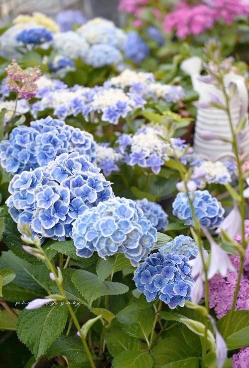 蓝色绣球花具体品种是什么？-图3