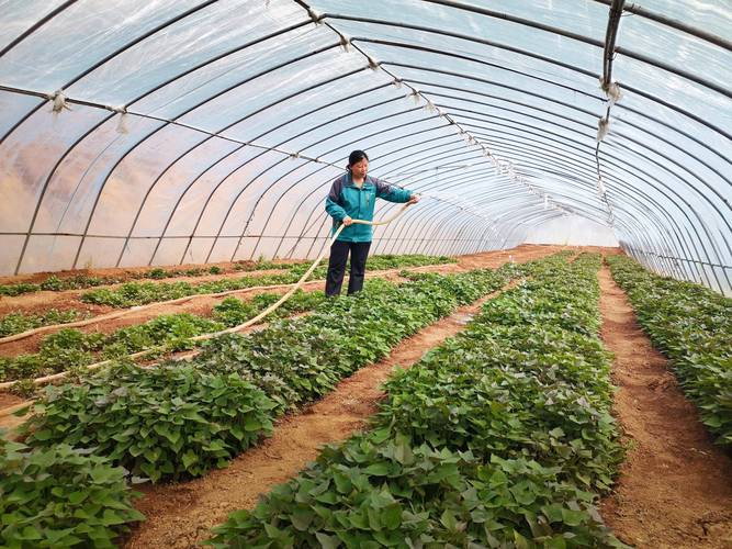 番薯种植技术视频,新手必看吗?-图2 番薯种植技术视频,新手必看吗?-图2