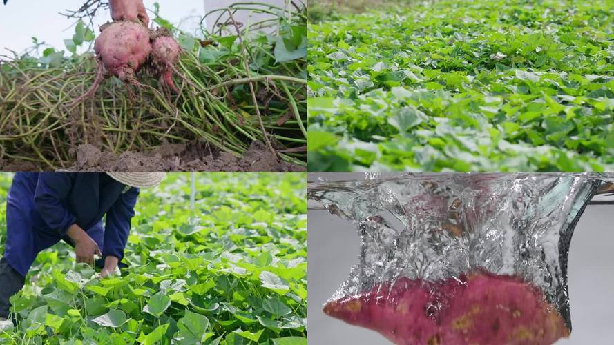 番薯种植技术视频,新手必看吗?-图3 番薯种植技术视频,新手必看吗?-图3