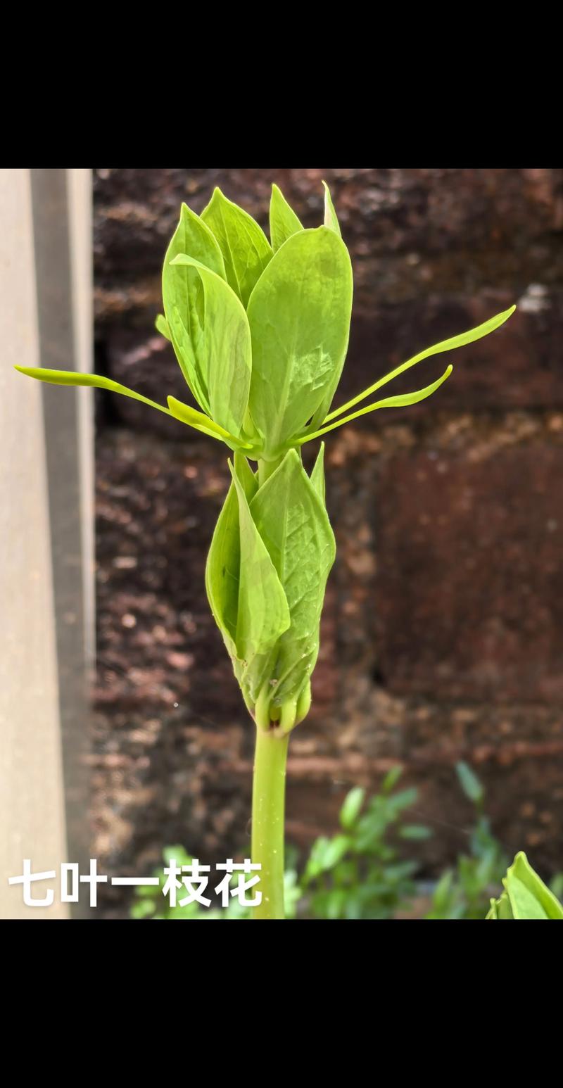 七叶一枝花怎么种?高产技术有哪些?-图1 七叶一枝花怎么种?高产技术有哪些?-图1